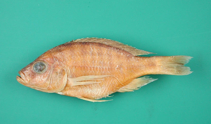 Placidochromis orthognathus